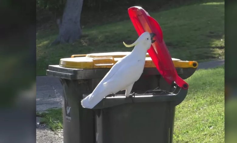 اكتشفت "ببغاوات القمامة" في أستراليا كيفية فتح علب القمامة 7 ٢٠٢١٠٧٢٢ ٢٢٠٩٣٤