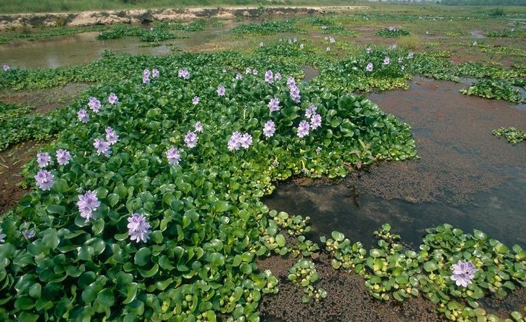121 130357 nile flower drains rivers iraq 5