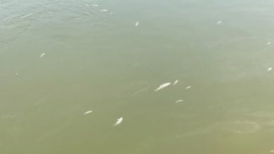 3F0ED08B 5A8C 486D 95F2 92A8F896F207