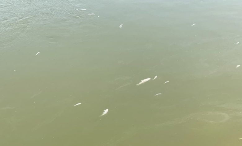 3F0ED08B 5A8C 486D 95F2 92A8F896F207