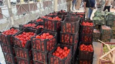 زرباطية .. ضبط شحنة من الطماطم الممنوعة من الأستيراد 9 IMG 20210809 WA0072