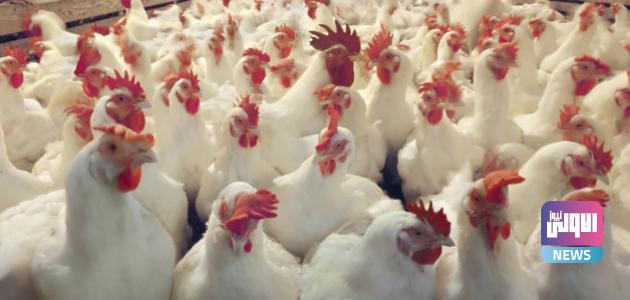 عمل مشروع دواجن