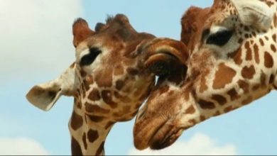 ٢٠٢١٠٨٠٣ ١٥٠١٠٦