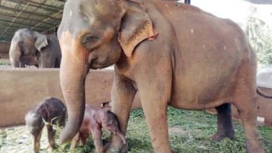 B96B91E3 4EE2 4805 9134 A06F56480D3C