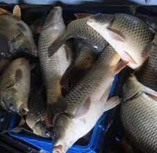 BD16A873 06CC 40CD 891E 72B673F1F356