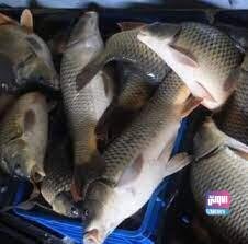 BD16A873 06CC 40CD 891E 72B673F1F356