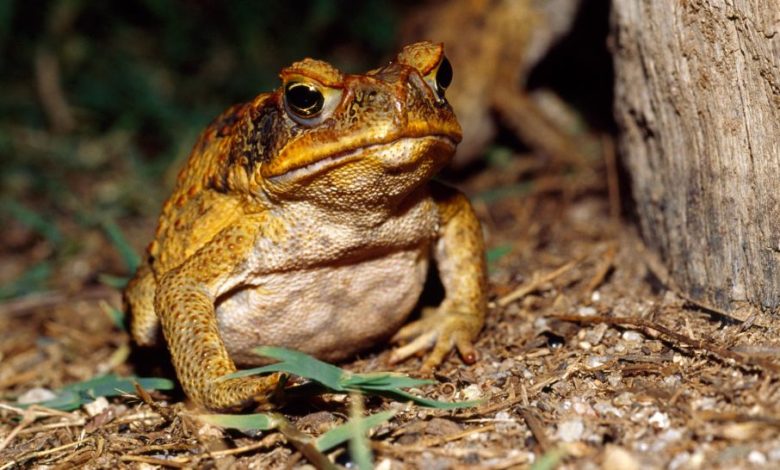 CHahmpdDrEbMFQrgbwf9GW 970 80