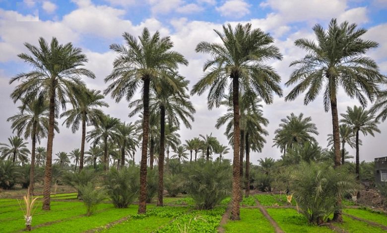 زراعة البصرة تؤكد تنفيذ 90 % من الخطة الزراعية الصيفية 1 F37FABCD 4743 414F BD4E F1D9E7AD3045