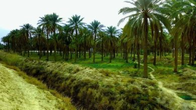 الزراعة تعلن المباشرة بتصدير التمور العراقية إلى مختلف دول العالم 5 0BB6B9E8 78D0 497C A164 0EDAD588505B