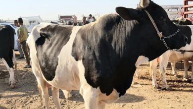 41F51015 5590 4137 9BD1 8C6C0D282FB0