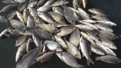 48D859D0 5179 4E96 88B6 EFD0488A146A