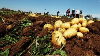 4CD4378A 844B 4A24 8F0E 5B80A3A27588