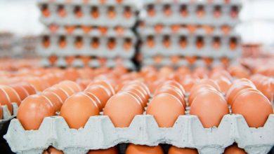الزراعة تتخذ إجراءات للسيطرة على ارتفاع أسعار البيض والدجاج 5 778FE9DD AC19 4877 923F 10260DAF8586
