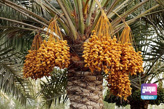 7D92662A 9555 4F90 A8CE BBE17AACA4AE