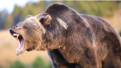 Screenshot ٢٠٢١١٠٠٥ ١٢٠٨٢٨