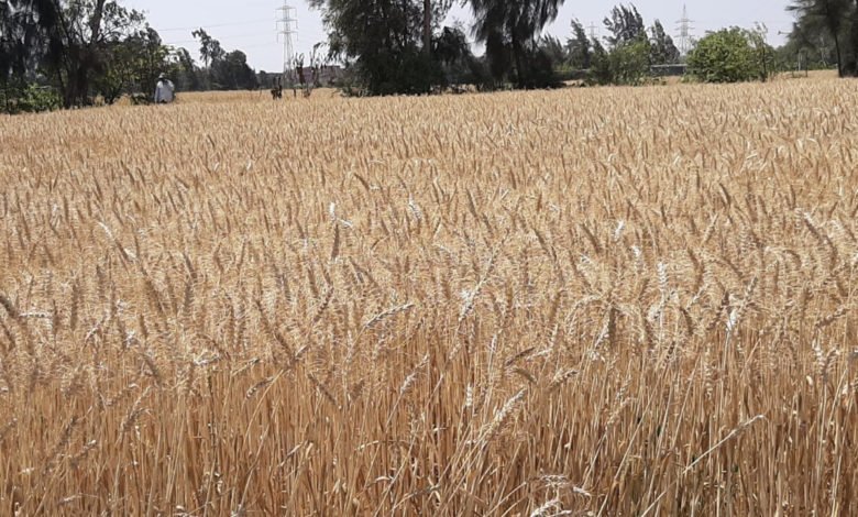 الزراعة تكشف عن عائدات الاكتفاء الذاتي بمحصول الحنطة 1 537BC946 631D 48A0 8802 C923DF84557C