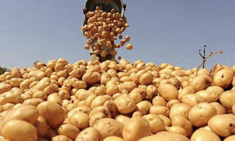 الزراعة تعلن تصدير كميات من محصول البطاطا إلى الإمارات 1 782E7390 AE08 4C10 B570 A6DCA8B7BF34