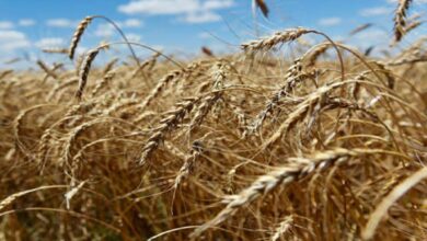 0E96118B E2CD 4996 BF50 84FC343A1BFA