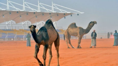 5C2BEE9B FEB7 47E3 BB45 52D1461C9DD0