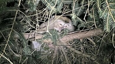 61f0ef4a4c59b70e795d2a06