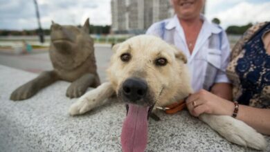 روسيا.. نفوق رمز الإخلاص.. الكلب دروجوك 2 61f7690d4c59b73c977a4a04