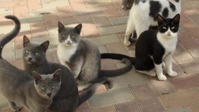 66CFAB13 84D2 4C4D A12F F5A9BBE43E98