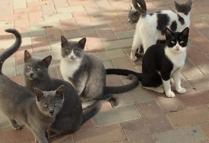 66CFAB13 84D2 4C4D A12F F5A9BBE43E98