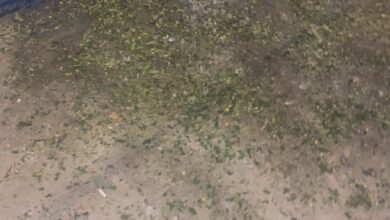 96EF6924 72E9 43B2 87F2 C417F28B141B