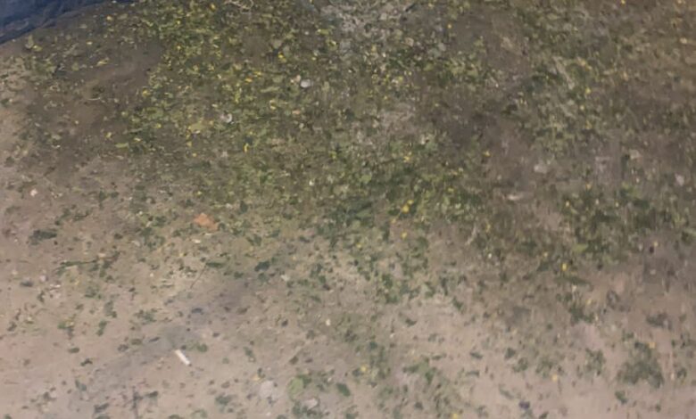 96EF6924 72E9 43B2 87F2 C417F28B141B