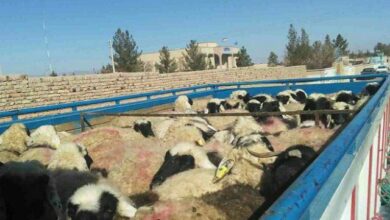 الزراعة تتخذ إجراءات لخفض أسعار بيع المواشي وتوجيهات جديدة للسيطرات 12 IMG 20220117 130523 709