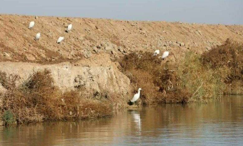 بيئة ميسان: هور أم نعاج مهدد بالجفاف 1 IMG 20220125 153053 513