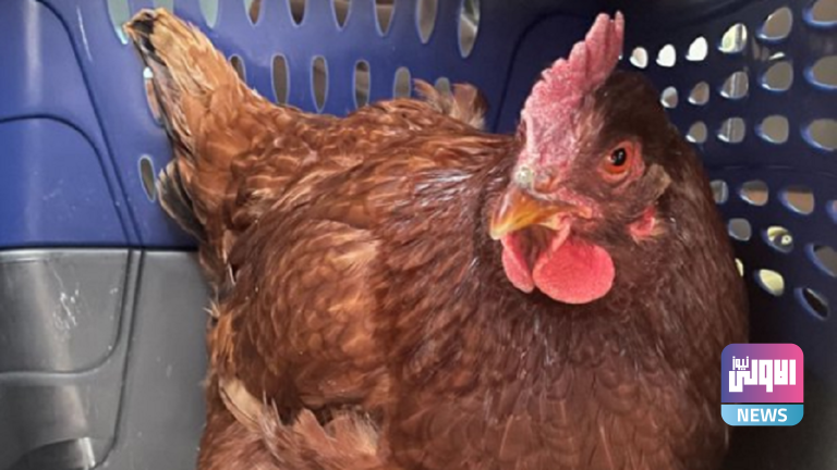 هل تاهت أم هي جاسوسة!.. دجاجة تحاول التسلل إلى البنتاغون 3 61fa4c9f42360474186b2e43