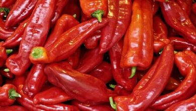 61fce01f4236047227131ed4