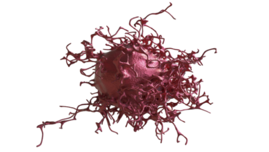 دراسة: غذاء يظهر ارتباطه المباشر بالسرطان 2 6206663342360477582b13b5