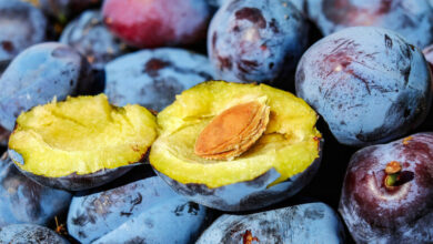 620a22ee4c59b7583e3518c3