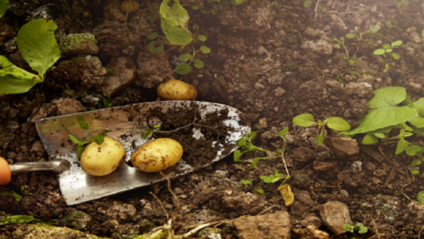 620cfe7e4c59b7479852e668