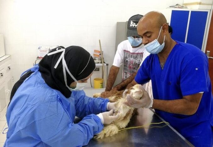 الزراعة:لدينا 300 درجة حذف واستحداث ونعاني من نقص في الاطباء البيطريين 1 7CE90942 CC26 4EF7 88A3 977590D564F1