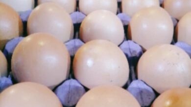 E5447D46 5455 4A6E A7AA E3A44A78B1E1