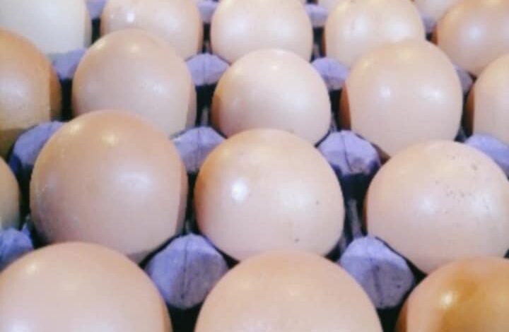 E5447D46 5455 4A6E A7AA E3A44A78B1E1