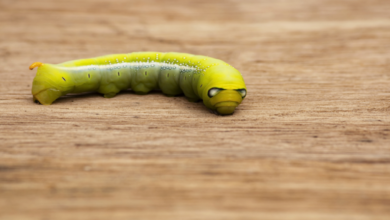 623999664236046cd3790cea