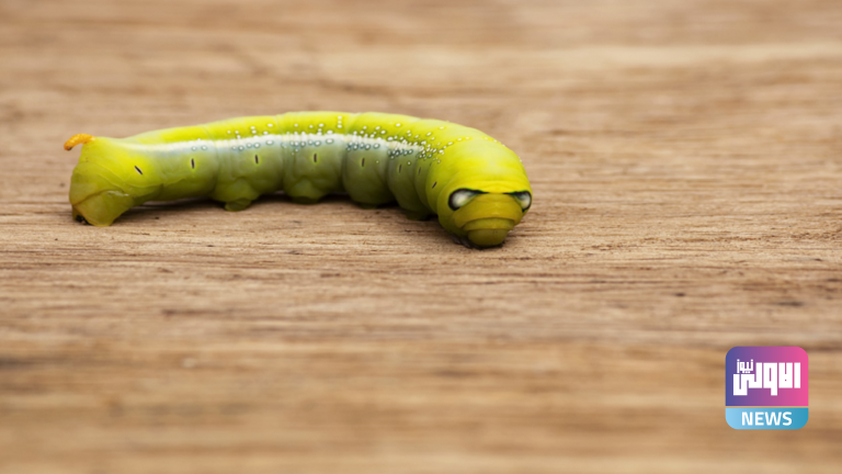 دراسة استخدام الديدان الصغيرة لاستنشاق خلايا سرطان الرئة 1 623999664236046cd3790cea