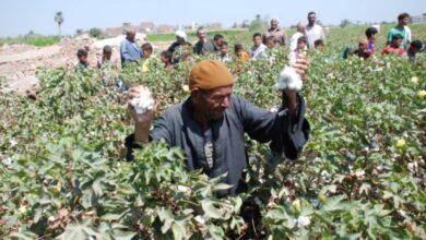 مصر تريد زراعة محاصيلها في أراضي دول أخرى 2 B036C29B 16D6 4DBF 8664 C6B77C6213A6