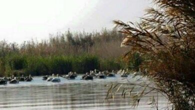 حراك حكومي لإعلان 4 مناطق جديدة محميات طبيعية 5 IMG 20220328 131615 664