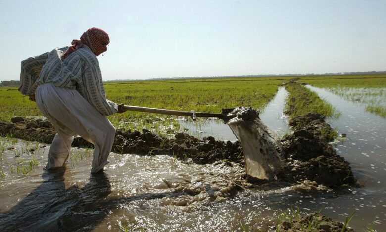 الموارد المائية نفت إلغاء خطة الزراعة الصيفية في ديالى بسبب شح المياه 1 IMG 20220331 103611 846 1