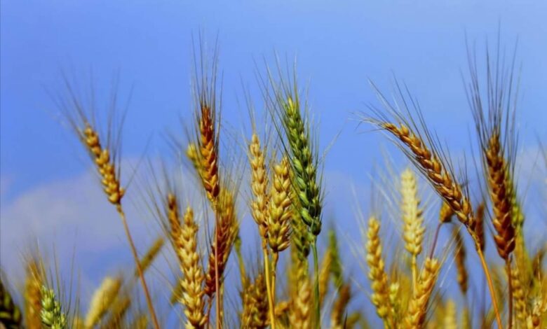 IMG ٢٠٢٢٠٣٠٤ ١٤٥٢٢٢