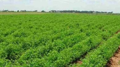 IMG ٢٠٢٢٠٣١٦ ١١٤٤٥١