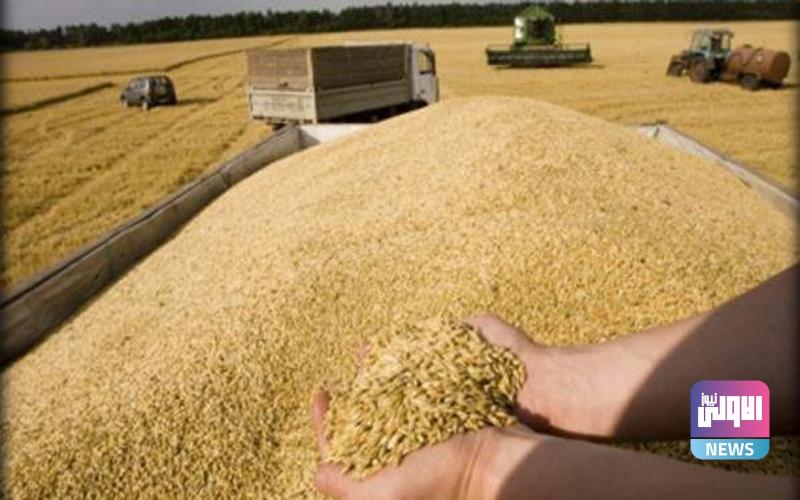 التجارة تعلن كمية الحنطة المستوردة في ثلاثة أشهر 1 2C95DDBC C6CB 48DC 8E54 4E3EE9258484