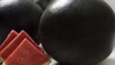 53366433 4DCA 433C 93F2 B40F042E7D12