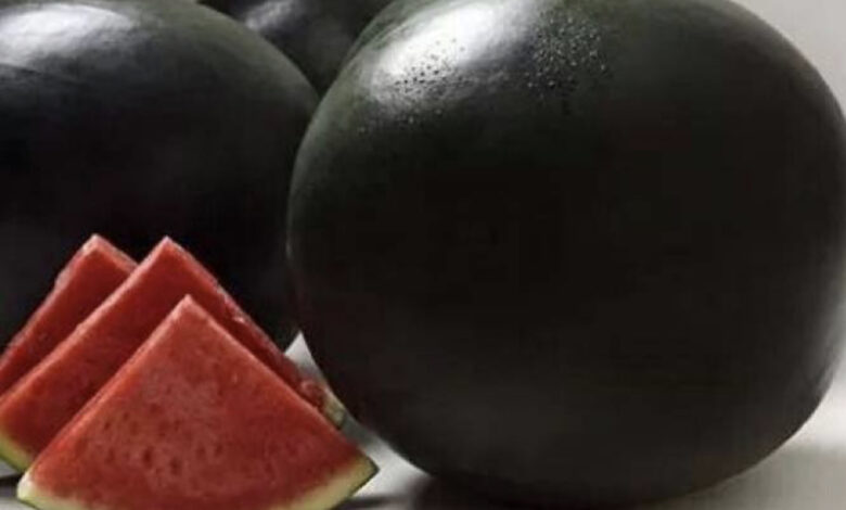 53366433 4DCA 433C 93F2 B40F042E7D12