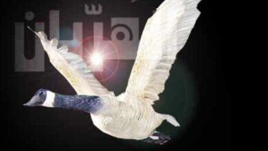 5B7C1C17 778B 48EA A5D9 560DFA7E640E